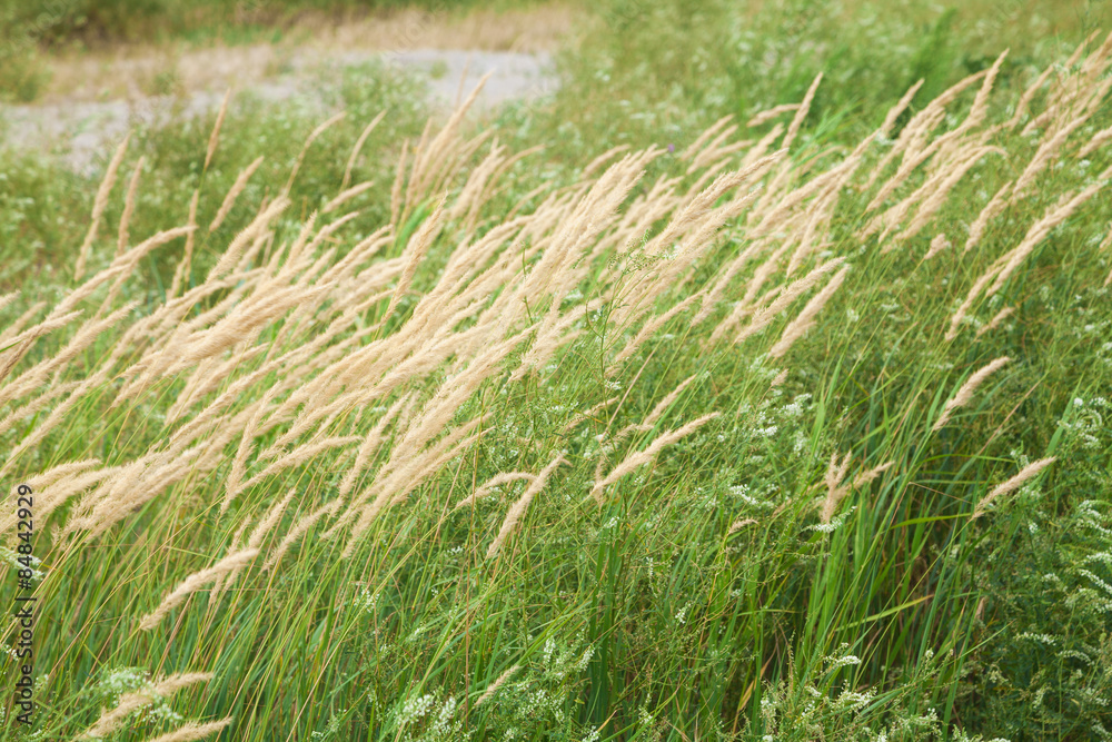 Yellow spikelets on background of green grass Yellow spikelets on background of green grass