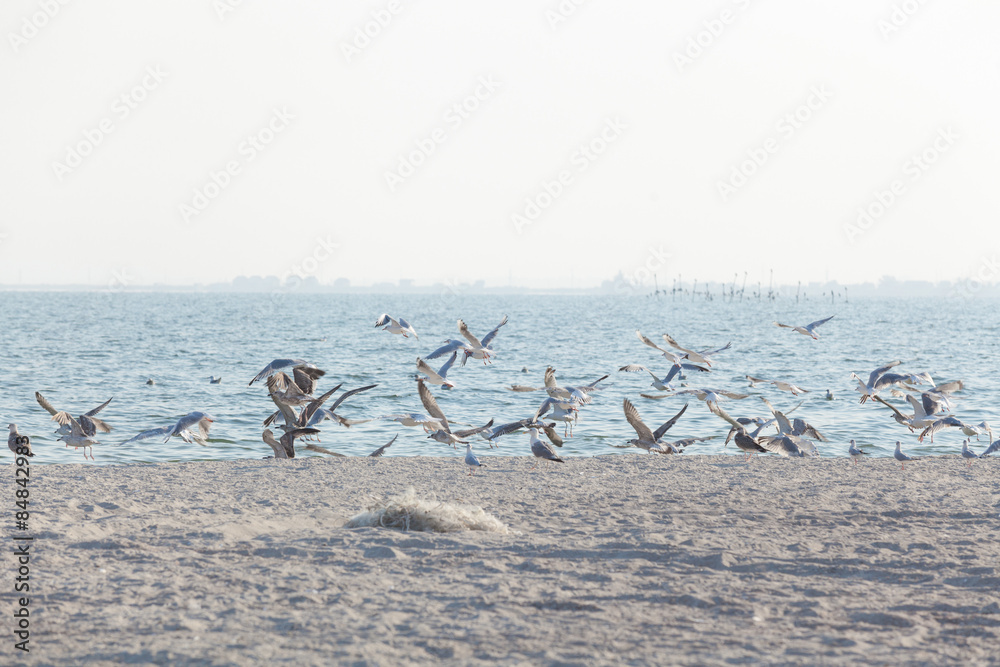 Fototapeta premium Flock of seagulls flies up on shore