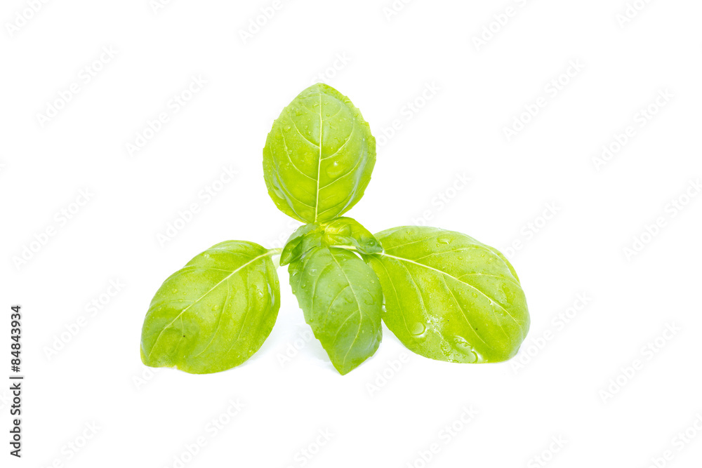 Fototapeta premium Fresh basil with dew isolated on white background.