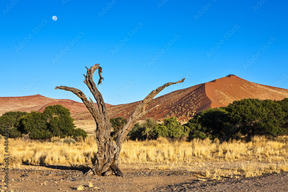Namibia,Sossusvlei area,a dead tree near the Namib desert