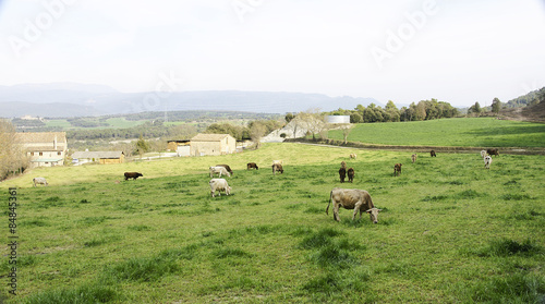 Vacas pastando en un prado de Capcentelles, Barcelona © sanguer