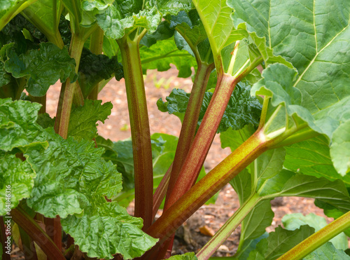 Rhubarb plants in a group with ripening stalks photo