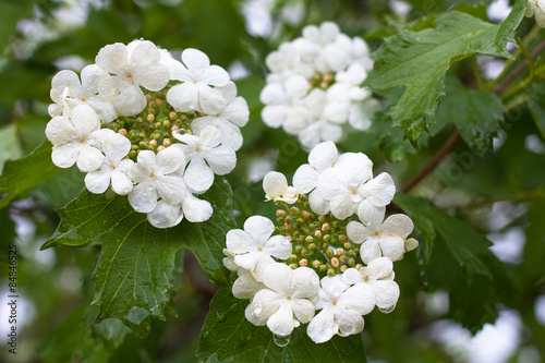 blooming viburnum (Viburnum opulus) photo