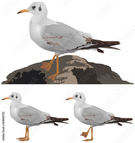 Set of seagulls isolated on white background