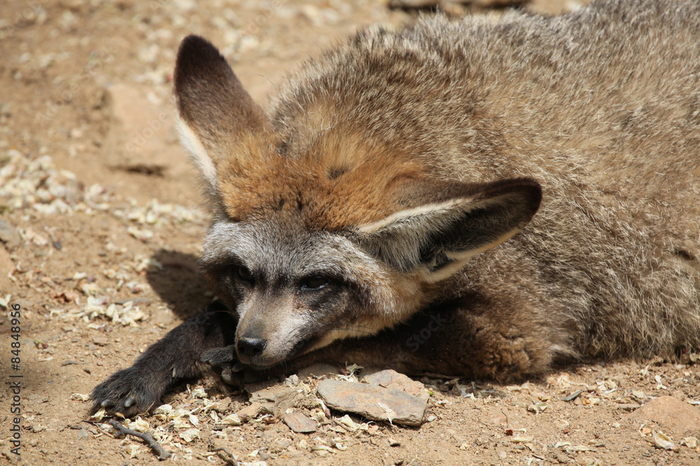 Bat-eared fox (Otocyon megalotis). Bat-eared fox (Otocyon megalotis).