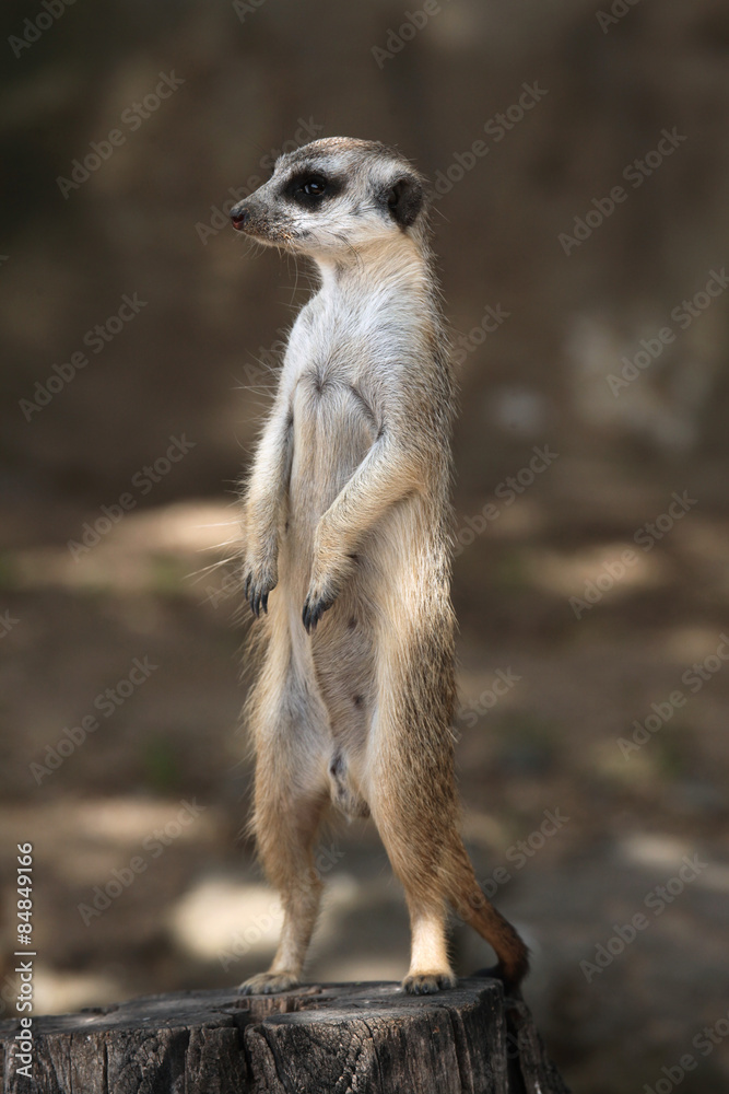 Fototapeta premium Meerkat (Suricata suricatta)