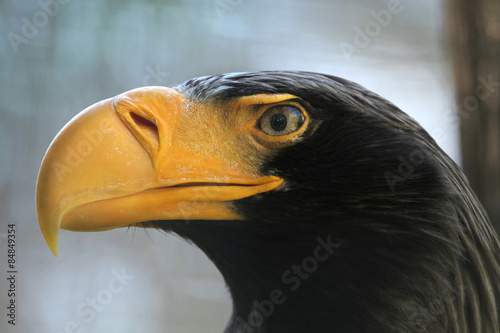 Steller's sea eagle (Haliaeetus pelagicus).