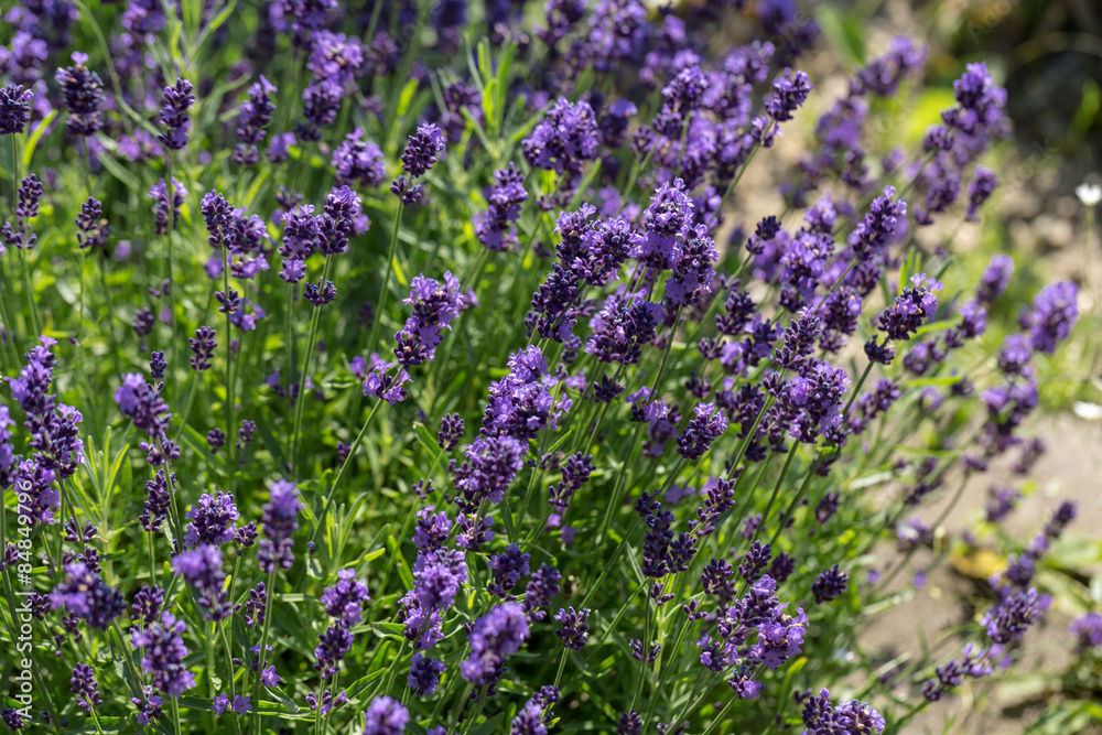 Fototapeta premium Garden with the flourishing lavender