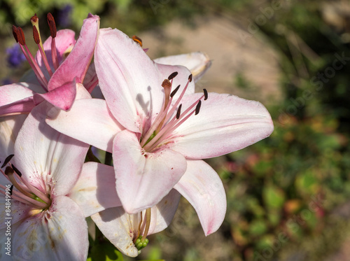 pink and white lily flower in garden