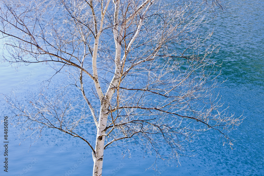冬の白樺 落葉した白樺が冬の寒々しさを感じる Stock Photo Adobe Stock