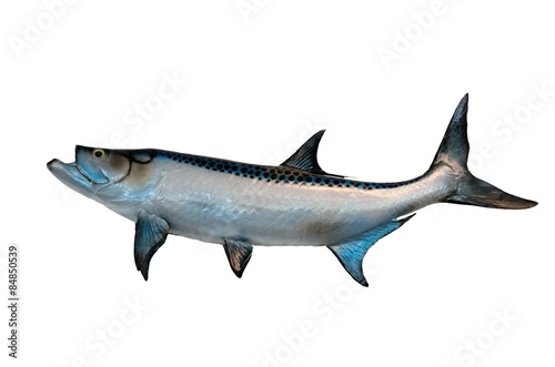 Tarpon fish mount with isolated white background