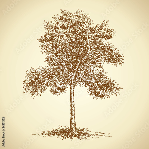 Mountain ash. Vector sketch