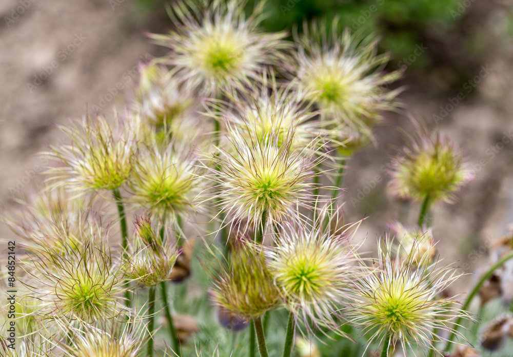 flower of the pasqueflower in the garden flower of the pasqueflower in the garden
