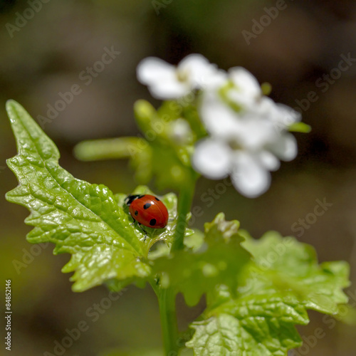 Ladybug on a leaflet. Red bug on the grass. Macro