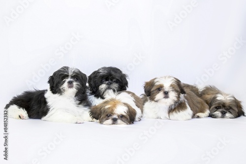 Five different shih tzu puppies isolated on white © Taranukhin Alex