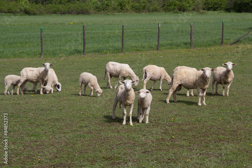 Herd of sheep in the field, surrounded by fence.