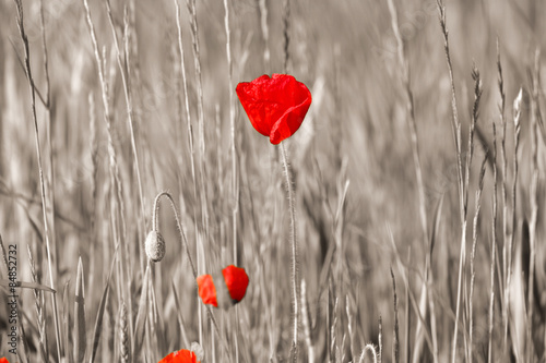 Red Poppy flowers in sepia background #84852732