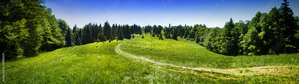 Panoramic view of mountain meadow in the forest