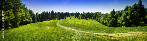 Obraz na płótnie Panoramic view of mountain meadow in the forest w salonie