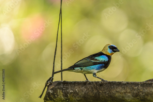 Golden Hooded Tanager photo