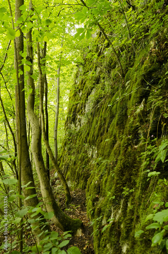 Obraz premium rock covered with moss and trees
