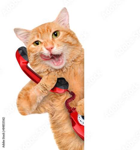 Cat talking on the phone behind the white banner. 