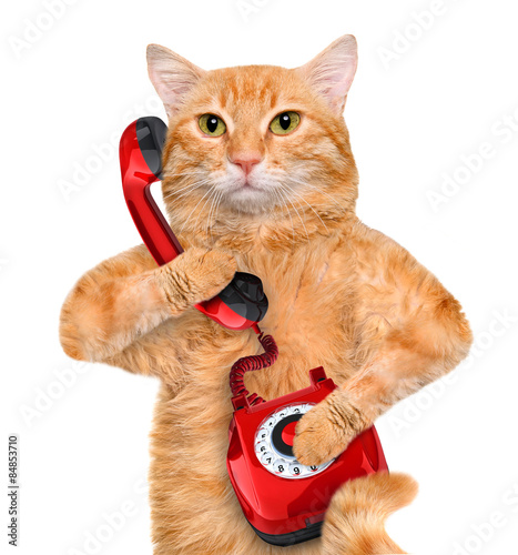 Photography Cat talking on the phone.