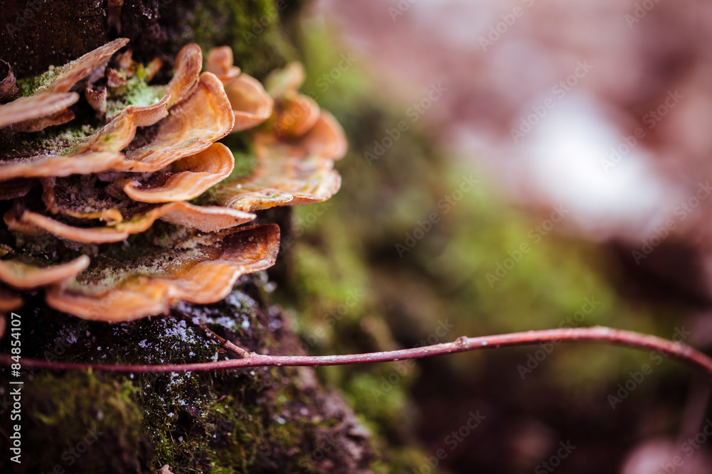 mashroom forest nature landscape mashroom forest nature landscape