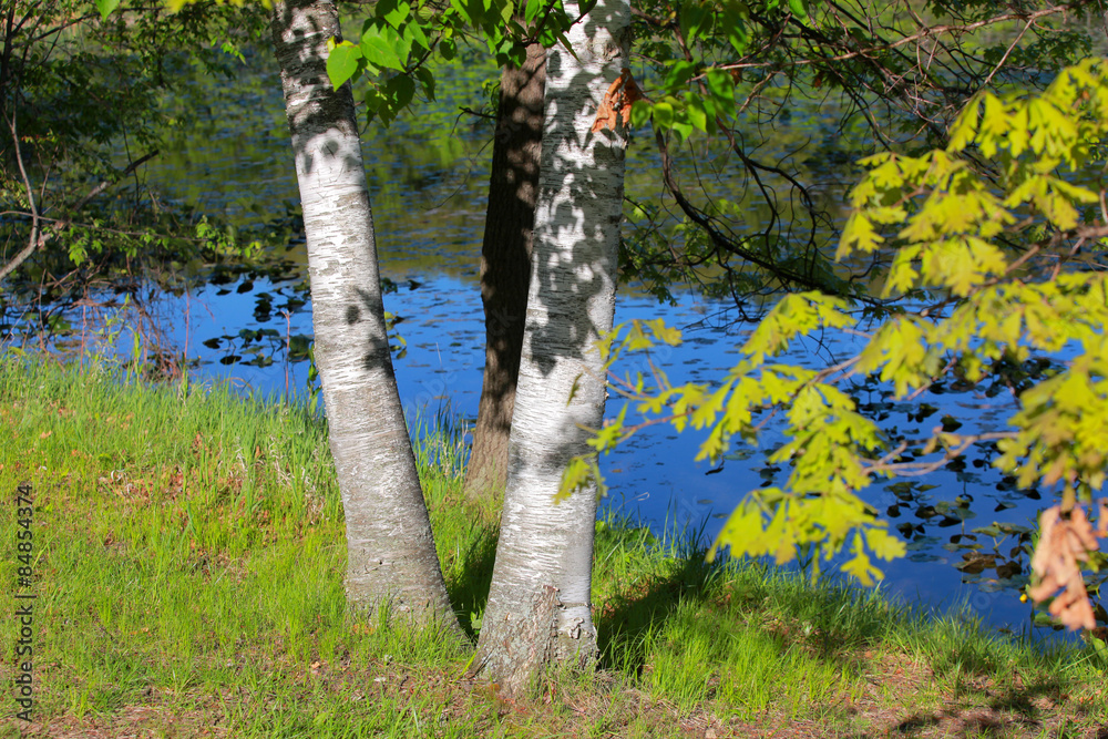 Fototapeta premium Lush green trees by pond