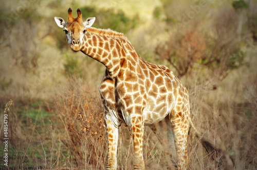 Giraffe, Kwazulu Natal, South Africa #84854790