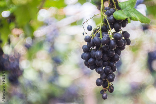 Bunch of black grape in the vineyard