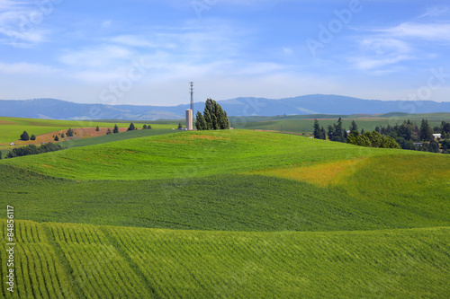 Rolling hills with wheat fields