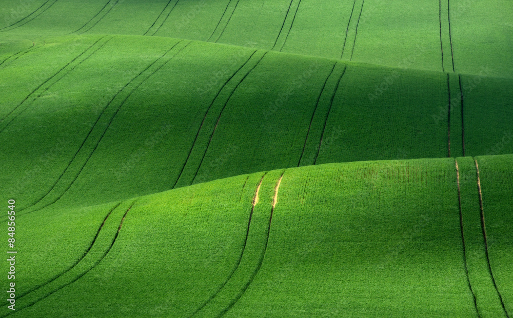 Green rolling hills of wheat that resemble corduroy with lines stretching into the distance.