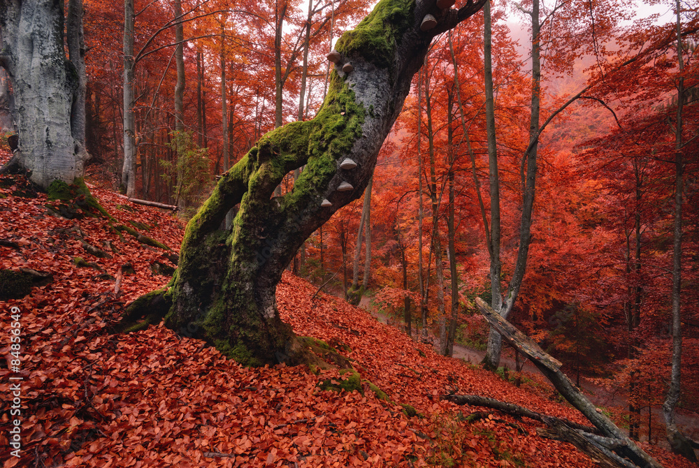 Fototapeta premium Old, moss-covered lonely tree standing on a slope, which is thickly strewn with red fallen leaves