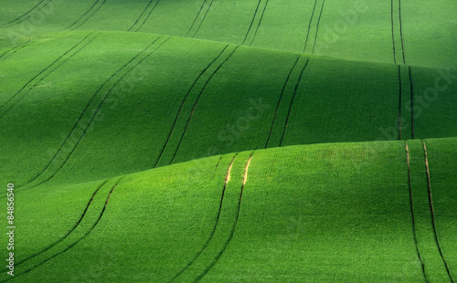 Obraz na płótnie Green rolling hills of wheat that resemble corduroy with lines stretching into the distance. w salonie