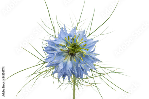 knapweed flower