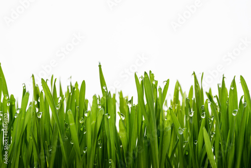 green grass and dew
