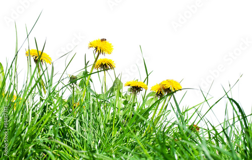 Fototapeta Naklejka Na Ścianę i Meble -  Dandelion flowers in the fresh green grass.