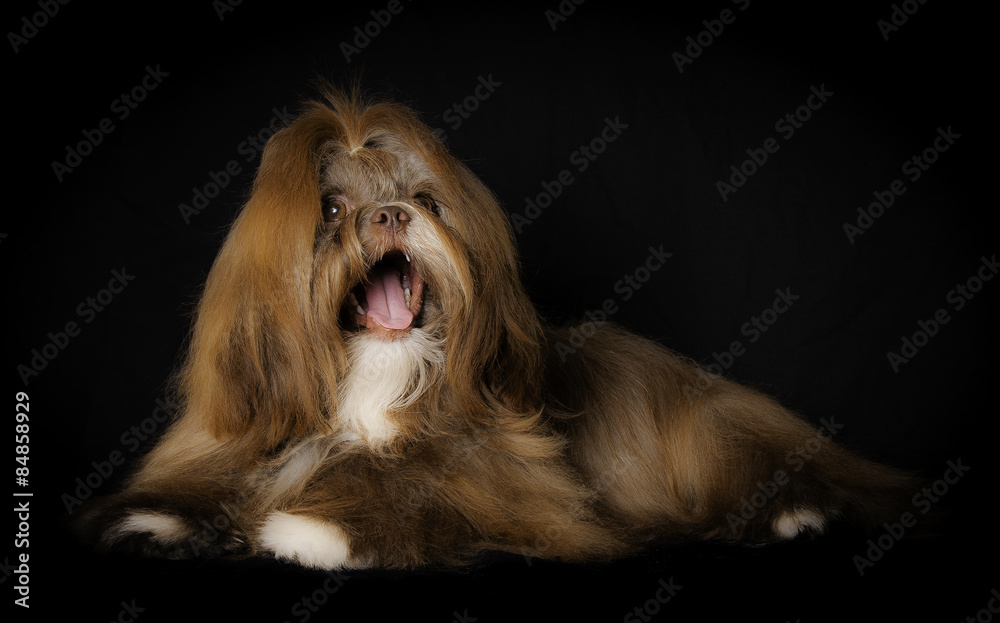 Naklejka premium Shih-Tzu en studio sur fond noir