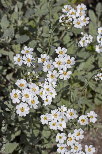Тысячелистник серебряный (Achillea argentia). Цветущий куст