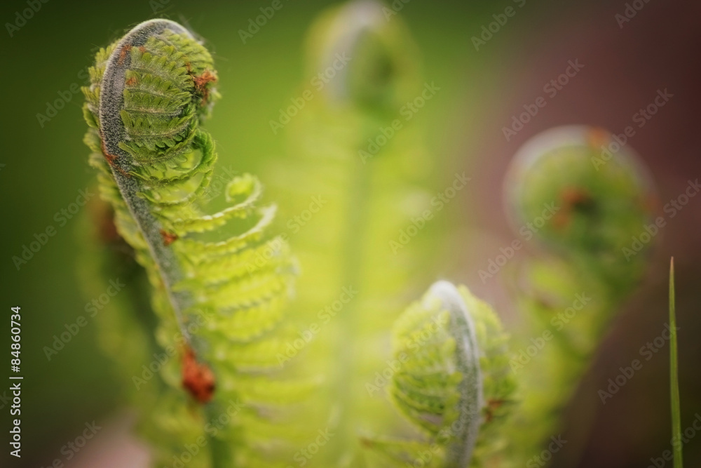 Naklejka premium młody kiełek paproci