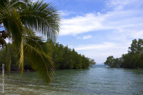 Koh Mook Island Mangroves.