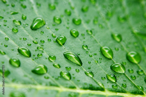 Dew drops hold on green leaf.
