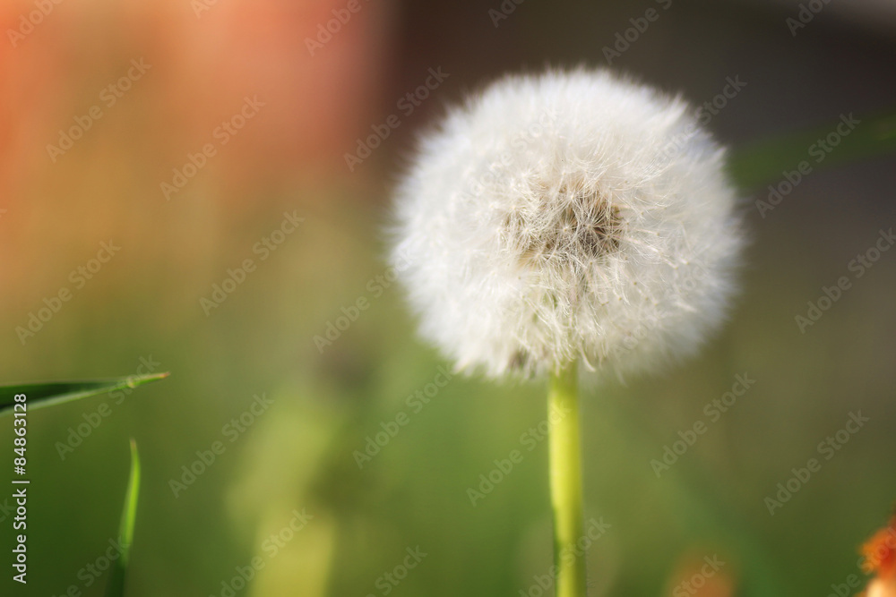 Naklejka premium dandelion close-up