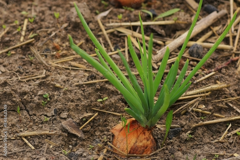 Obraz premium onions growing on the ridge