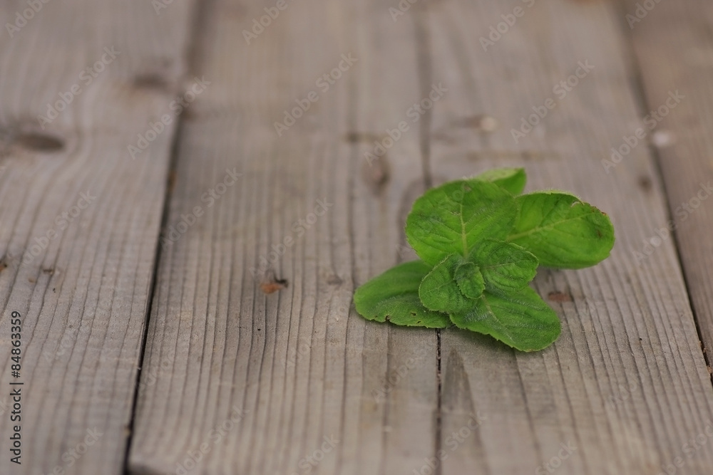 fragrant mint freshness of summer fragrant mint freshness of summer