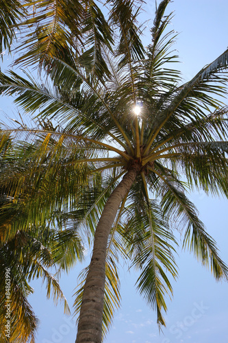 palms with sky view on Maldives