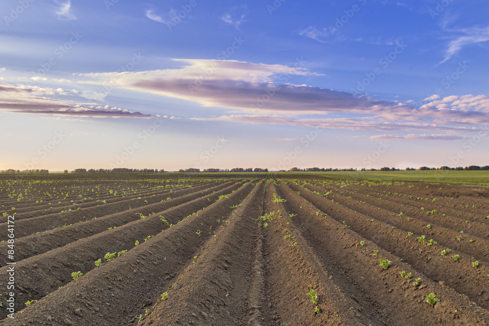 shoots potato farmer field. shoots potato farmer field.