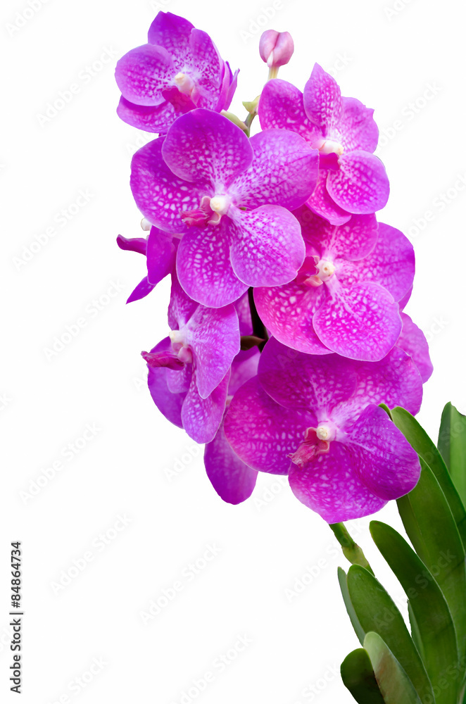 Naklejka premium vanda