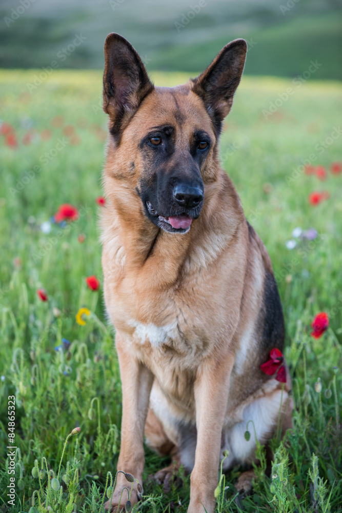 German shepherd dog on summer meadow with flowers